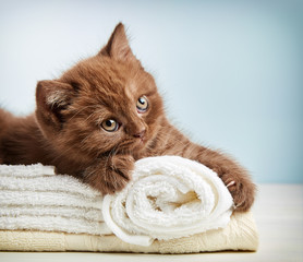 kitten and towels