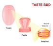 Human tongue, Lingual papillae and taste bud