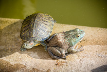 Big Frog And Turtle In Pond