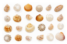 Composition Of Exotic Sea Shells On A White Background.