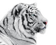 Proud white tiger