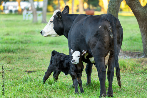 Calf or baby bull angus black with white face and tongue sticking out standing n Poster