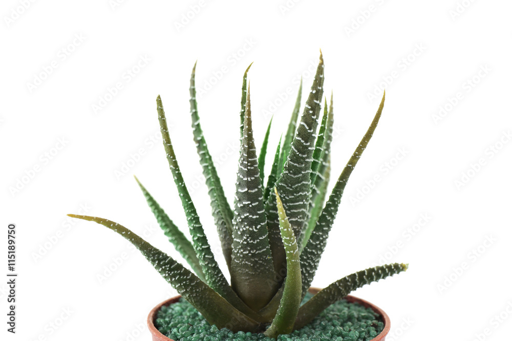 Home plant in flowerpot on white background