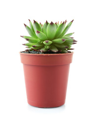 Wall Mural - Succulent in flowerpot on white background