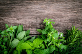 Various aromatic herbs and spices from garden  green mint ,fenne