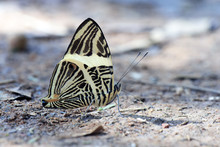 Beautiful Brazilian Butterfly Sighted In Remnant Of Atlantic Rai