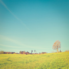 Canvas Print - Pasture