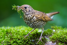 The Song Thrush And Moss