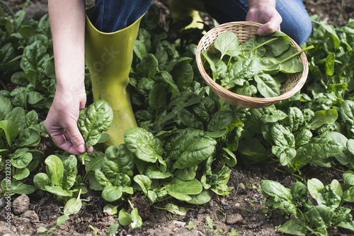 Cuadros en Lienzo Picking spinach in a home garden