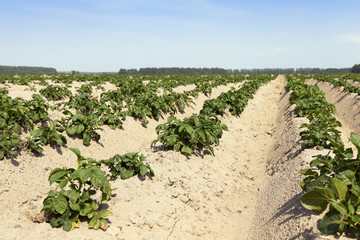 Agriculture, potato field