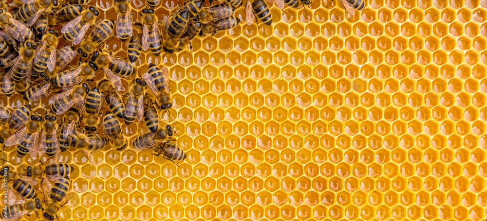 Close up view of the working bees on honey cells - obrazy, fototapety, plakaty 