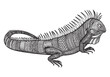 Hand drawn graphic ornate iguana