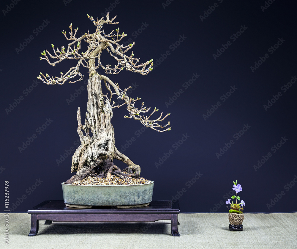 bonsai tree jade Baby Jade Bonsai Tree Land/Water Pot main image 1