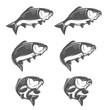 Set of vintage carp fish in various swimming positions. Opened and closed mouth. Single color, negative space illustration