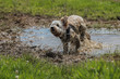 © abr68 - Hund läuft aus Schlammloch