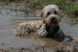 © abr68 - Hund liegt im Schlamm
