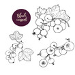 Hand drawn black currant stems in vector