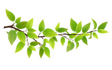Small Tree Branch With Green Leaves. Detailed Vector Plant, Isolated On White Background.