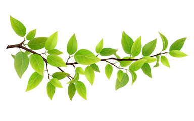 small tree branch with green leaves. detailed vector plant, isolated on white background.