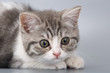 © olgapkurguzova - Young the striped Scottish cat on gray background. Close-up port