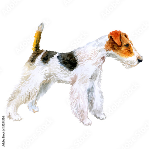 Watercolor Closeup Portrait Of Cute Wire Fox Terrier Breed Dog