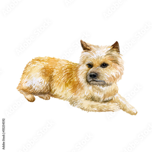 Watercolor Closeup Portrait Of Cute Norwich Terrier Breed Dog