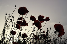Black And Reds Silhouettes Of Poppies Flowers On The Field During Sunset In Backlight