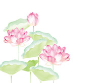 Lotus Border. Hand Drawn Watercolor Oriental Nature Illustration. Artistic Lily Flowers And Leaves