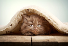 Brown British Longhair Kitten