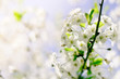 © B@rmaley - Closeup Spring Blossoming Tree
