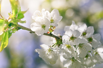 Wall Mural - Closeup Spring Blossoming Tree