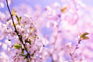 Wall Mural - Closeup Spring Blossoming Tree