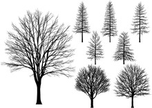 Bare Tree.
Vector Trees Isolated On A White Background.