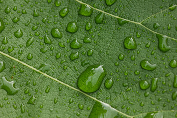 water droplets on green leaf