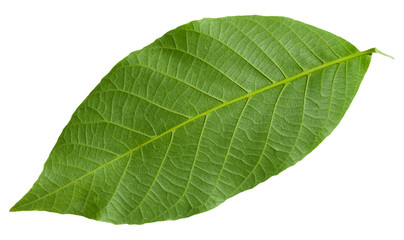 Wall Mural - back side of green leaf of common walnut tree