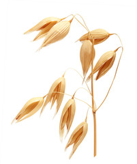 Wall Mural -  Oat ears of grain isolated 