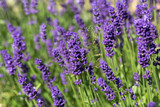 Fototapeta Lawenda - Garden with the flourishing lavender