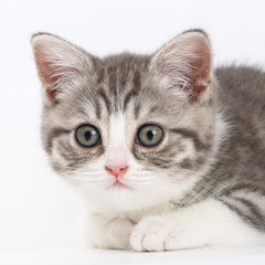 Grey kitten on white background looking right. Portrait of the S