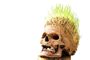 Grow green wheat seedling on head of skull