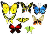 Fototapeta Motyle - watercolor butterfly