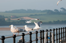 Seagulls By The Sea