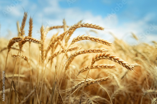 Fotomural Golden cornfield in sunny day