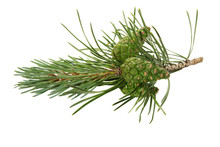 Green Pine Cones.