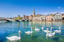 Zürich City Center With Swans On Limmat River, Switzerland