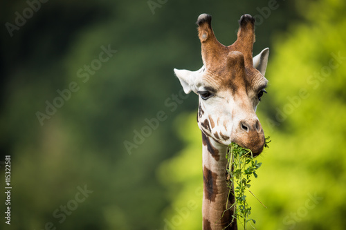 Fototapeta na szkło Żyrafa (Giraffa camelopardalis) na zielonym tle