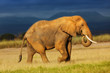 Walking big Elephant in Amboseli National Park, Kenya