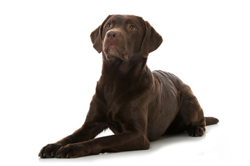 Wall Mural - Labrador Retriever