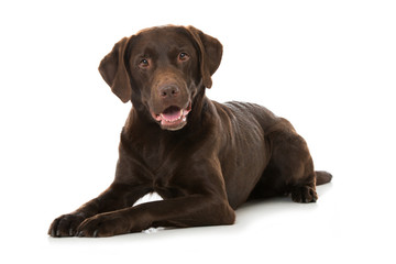 Wall Mural - Labrador Retriever