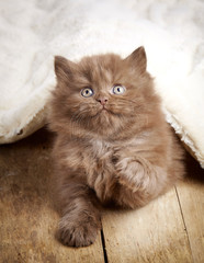 Wall Mural - brown british longhair kitten