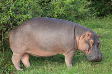hippopotamus (hippopotamus amphibius) in queen elizabeth national park, uganda